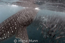 Whale Shark Feeding in the Sea of Cortez by Maria Munn 